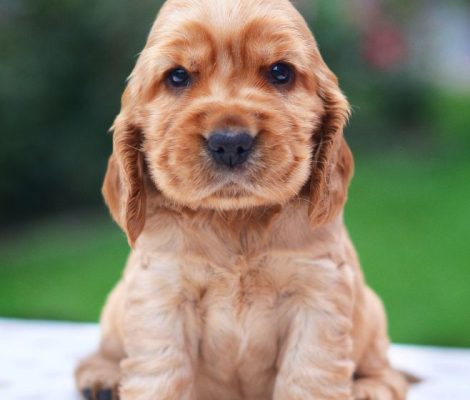 cockerspaniel-puppiescontent4